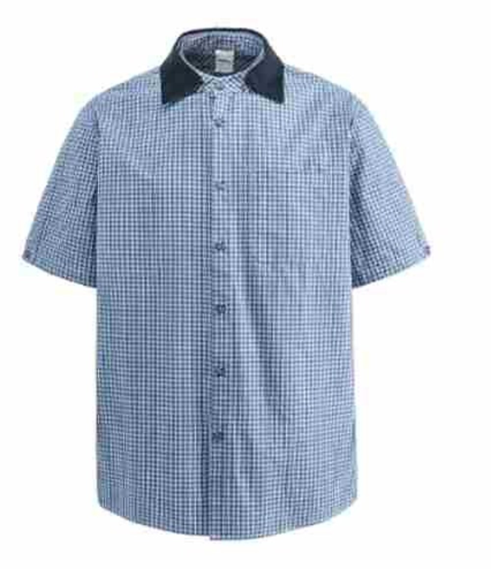 Blue Gingham with Black Collar